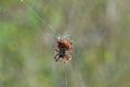 Araneus angulatus